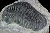 Pedinopariops Trilobite - Mrakib, Morocco #88197-5